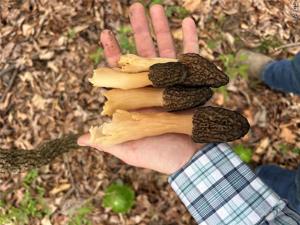 0 Metcalf Road Iuka, IL 62849 - Photo 3 of 37