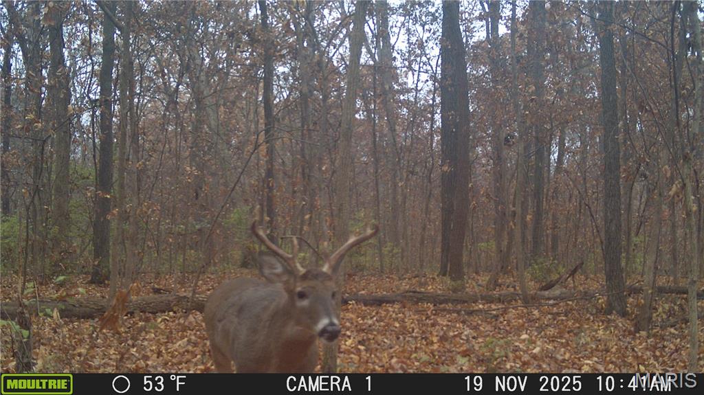 0 Metcalf Road Iuka, IL 62849 - Photo 37 of 37