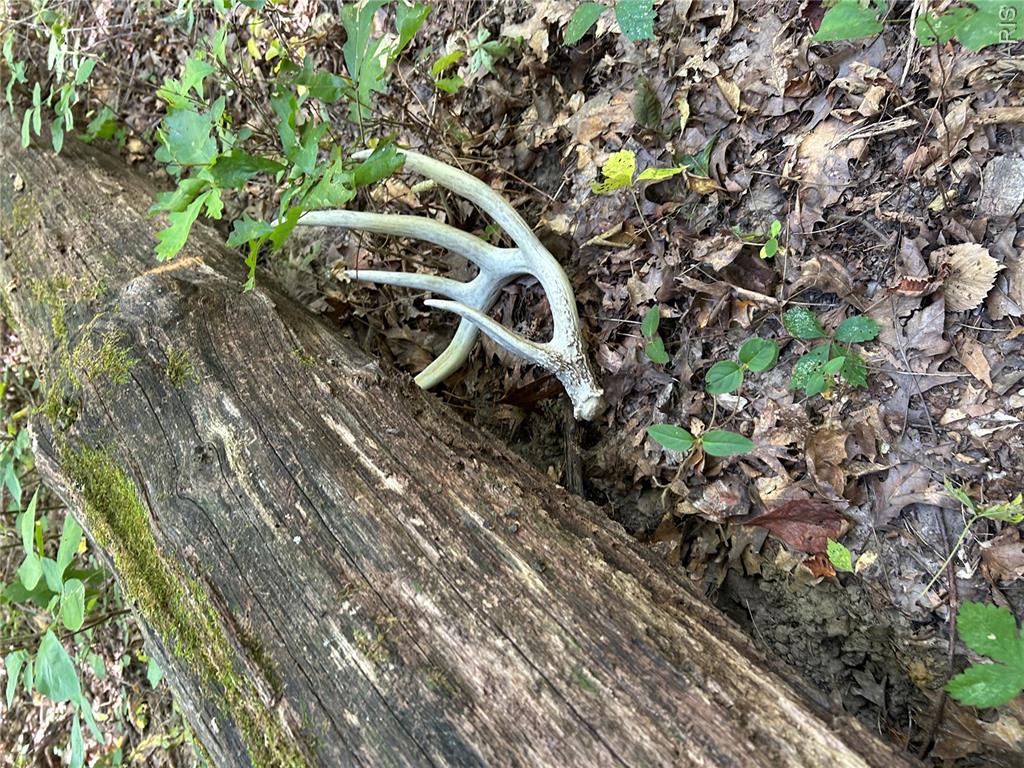 0 Metcalf Road Iuka, IL 62849 - Photo 5 of 37