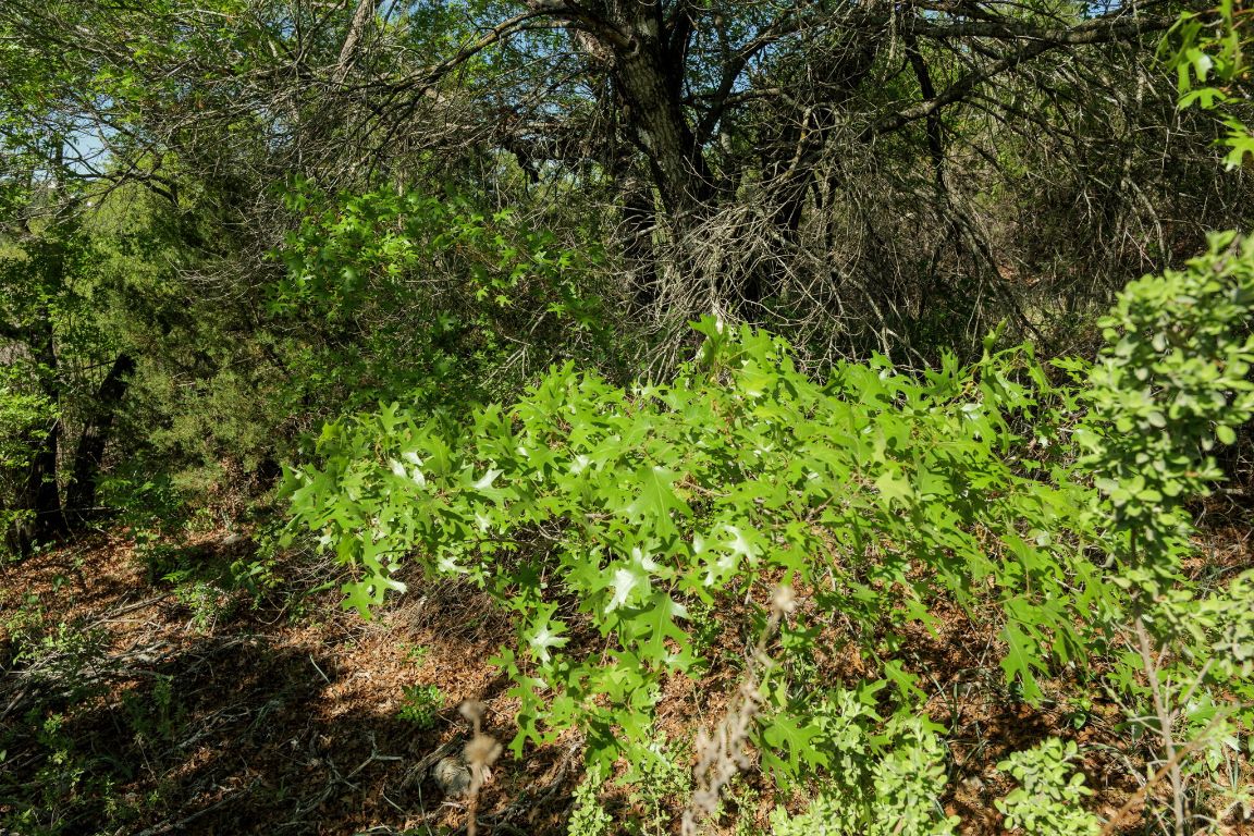 6801 Finklea Cove Austin, TX 78730 - Photo 13 of 34