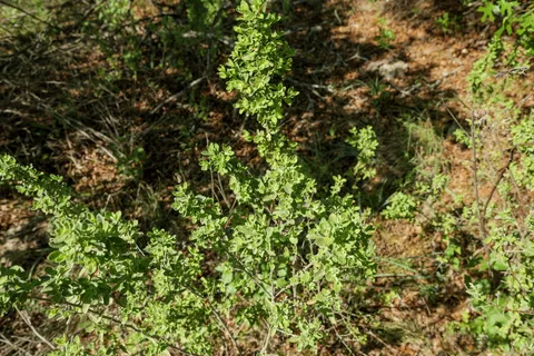 $1,099,000 | 6801 Finklea Cove, Austin, TX 78730