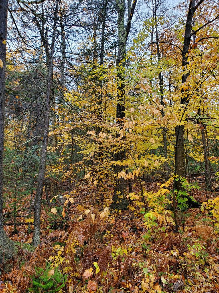 0 Upland Meadows Road Keene, NY 12942 - Photo 7 of 9 Gallery Image 7