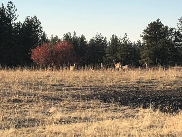 $1,280,000 | Tbd Billy Creek Road, Cottonwood, ID 83522