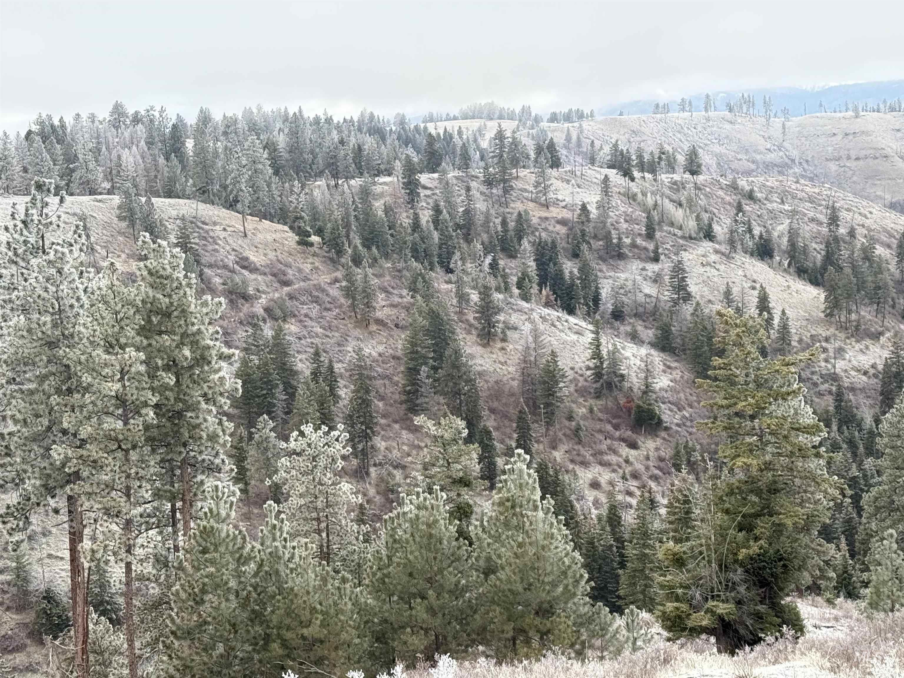 Tbd Billy Creek Road Cottonwood, ID 83522 - Photo 6 of 39 Drone / aerial view of a heavily wooded area