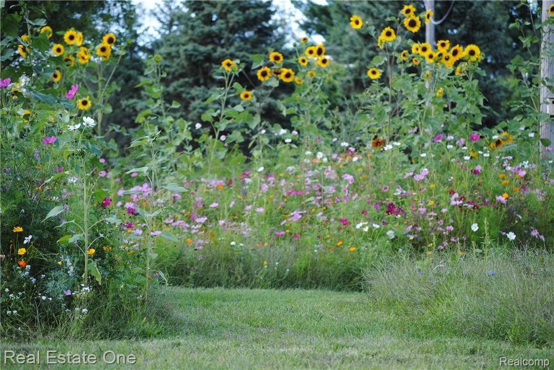 wildflower2[1].jpg