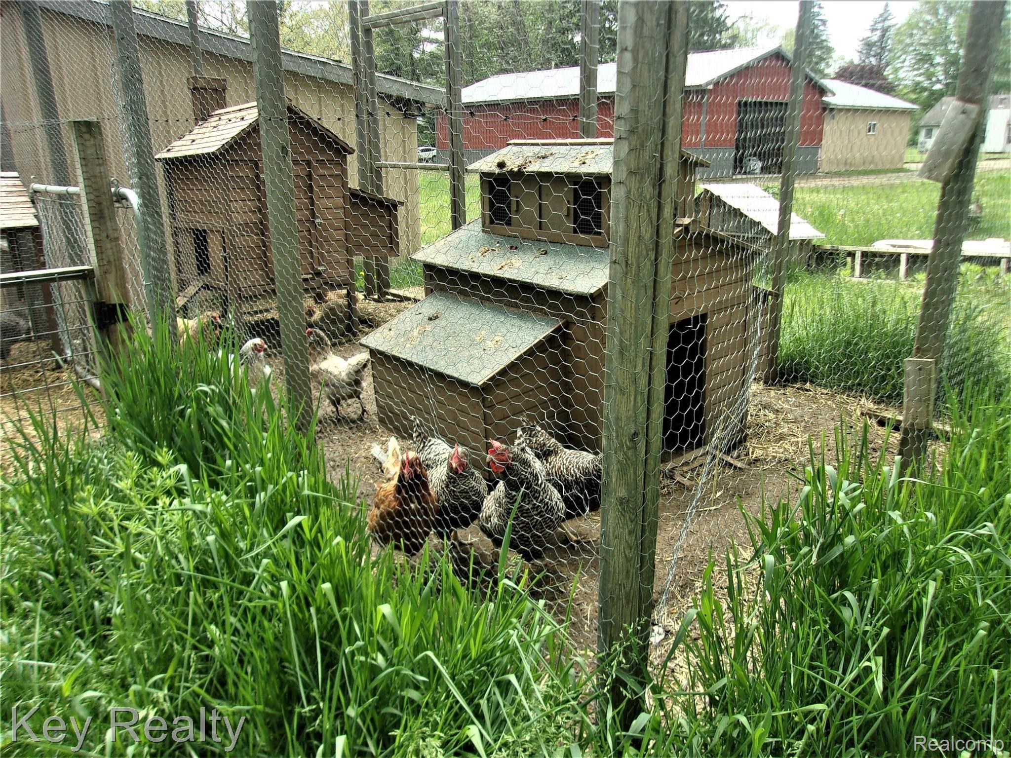 12726 Sweitzer Road Carleton, MI 48117 - Photo 18 of 60 ducks and chickens can stay or be re-homed