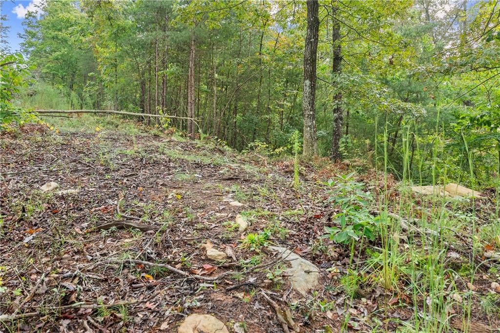 4193 Cagle Road Lula, GA 30554 - Photo 20 of 24 a view of a forest with trees