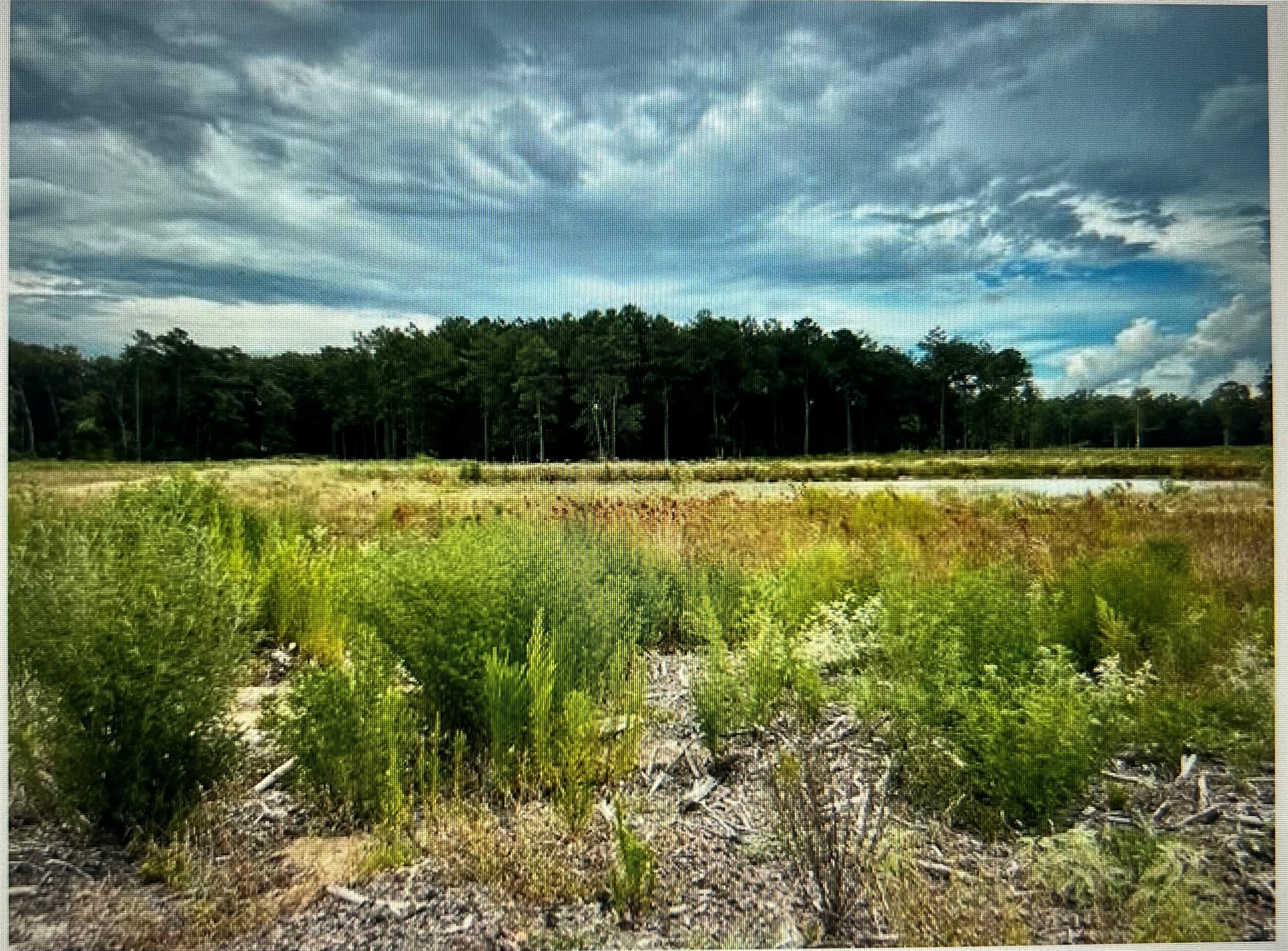 a view of a green yard next to a yard