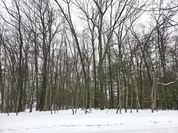 $27,500 | Vl Trail Of The Lakes, Baldwin, MI 49304