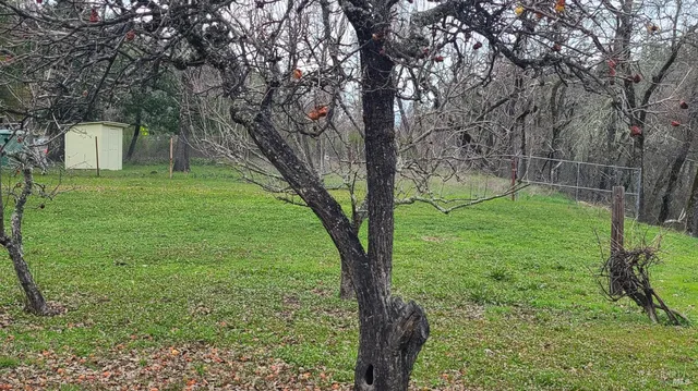 a backyard of a house with lots of green space