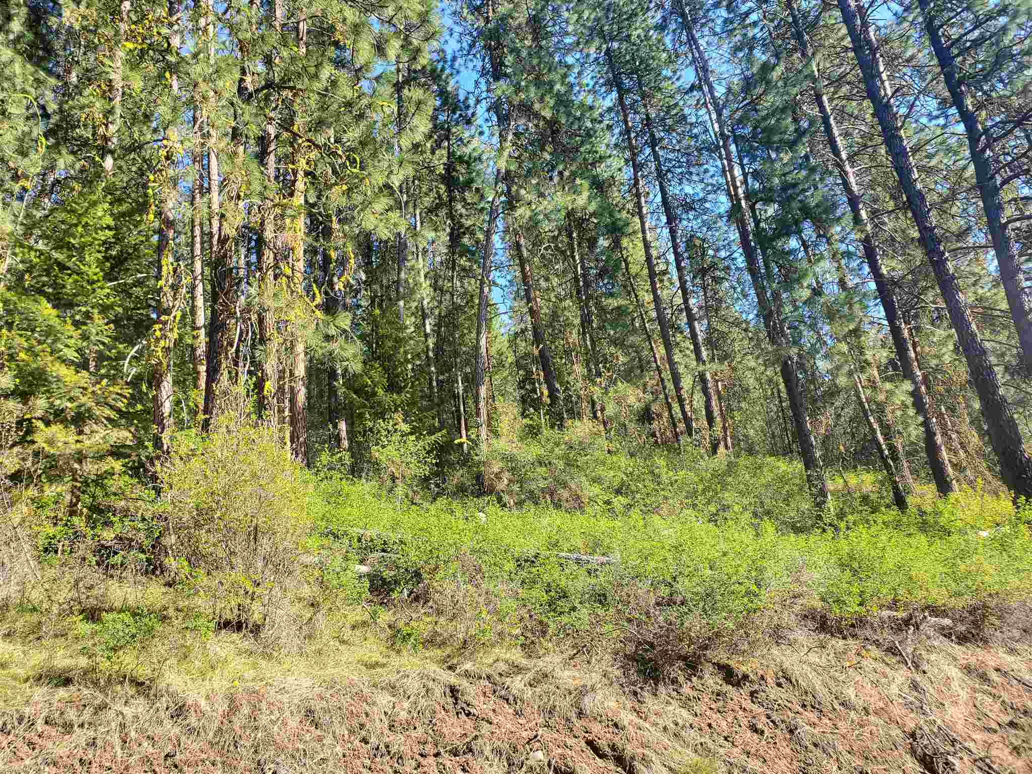 Tbd Bissell Road Hunters, WA 99137 - Photo 3 of 8