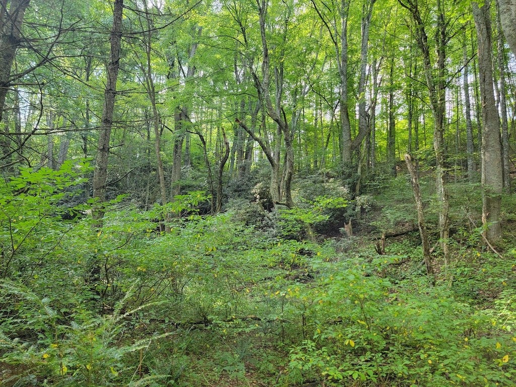 Tbd York Ridge Road Mouth Of Wilson, VA 24363 - Photo 22 of 28 Gallery Image 22