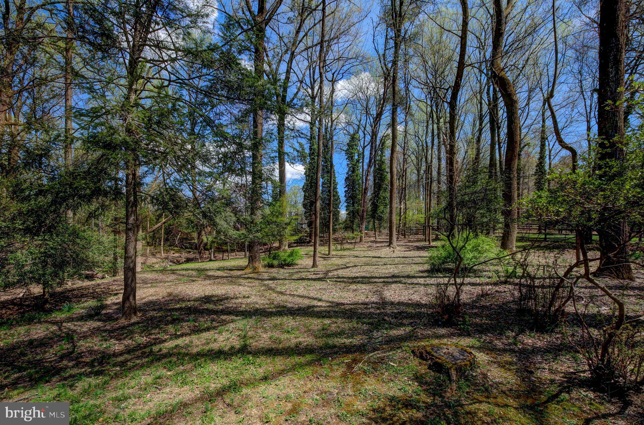100 Apple Grove Road Silver Spring, MD 20904 - Photo 6 of 26 Yard