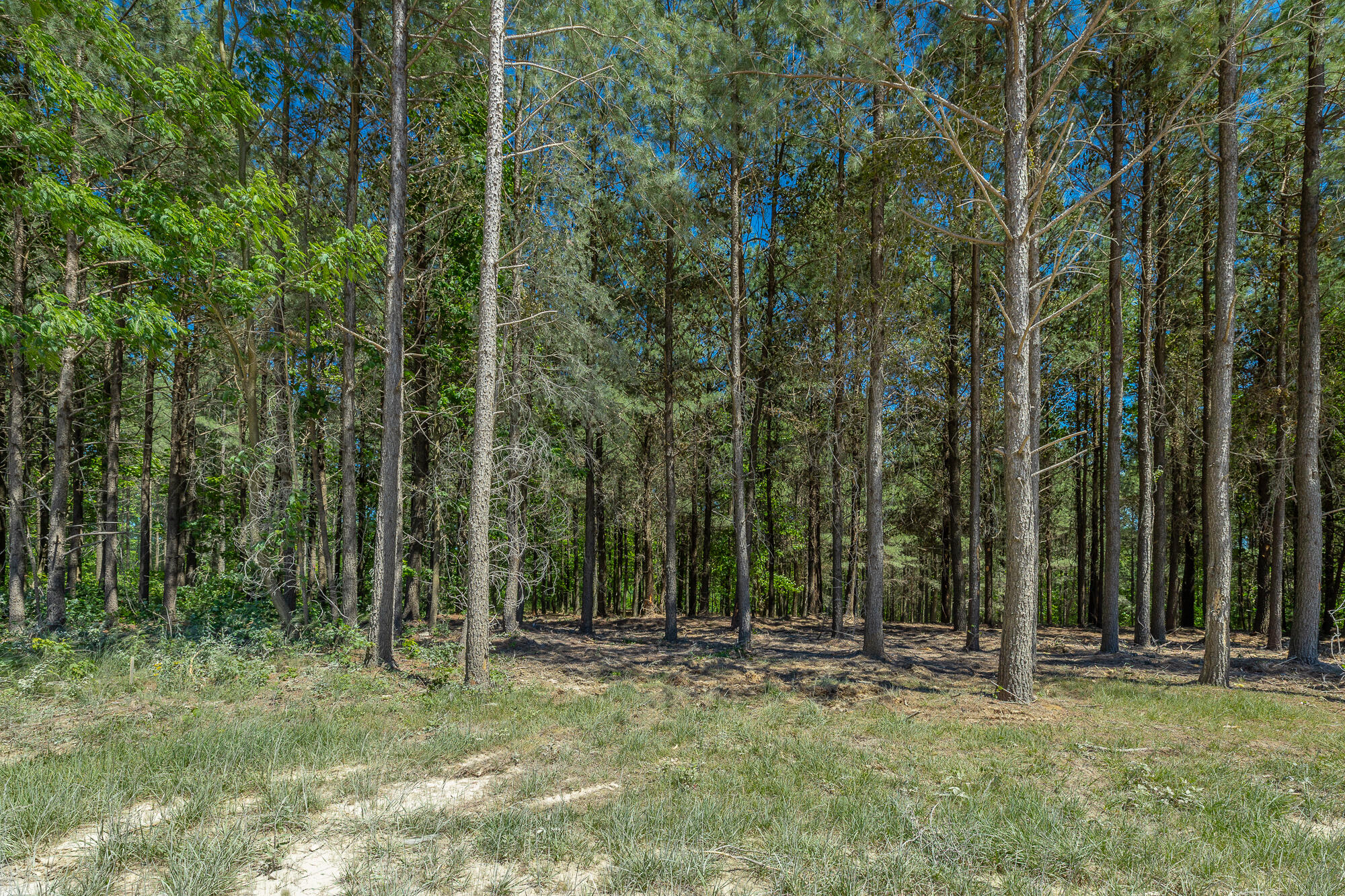 0 Split Rail Way, Unit 1349 Guild, TN 37340 - Photo 17 of 108 0 Split Rail Way - Lot 1349 HD-47