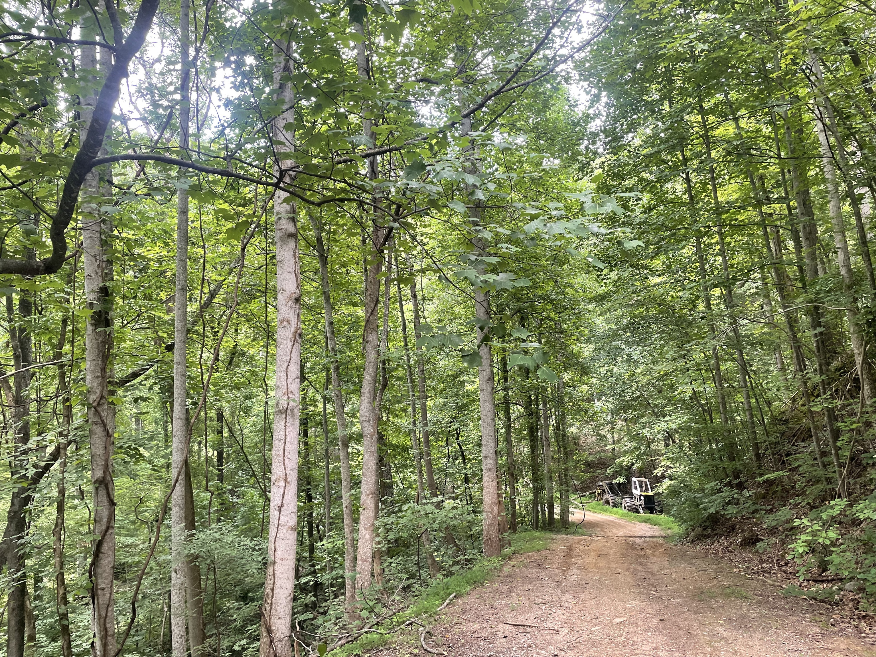 255 Oxford Circle Ranger, GA 30734 - Photo 2 of 9 a view of a yard with plants and large trees