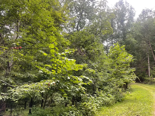 a view of a tree in a yard