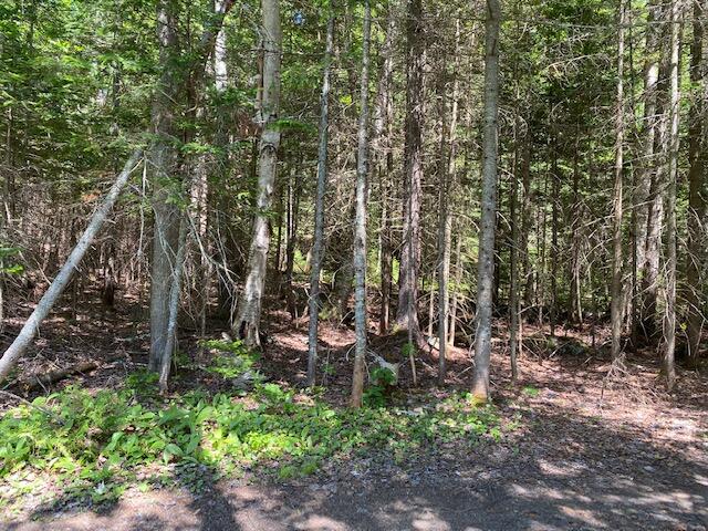 Lot 52-3 Tamarack Road Sandy River Plt, ME 04970 - Photo 1 of 4 IMG_0256