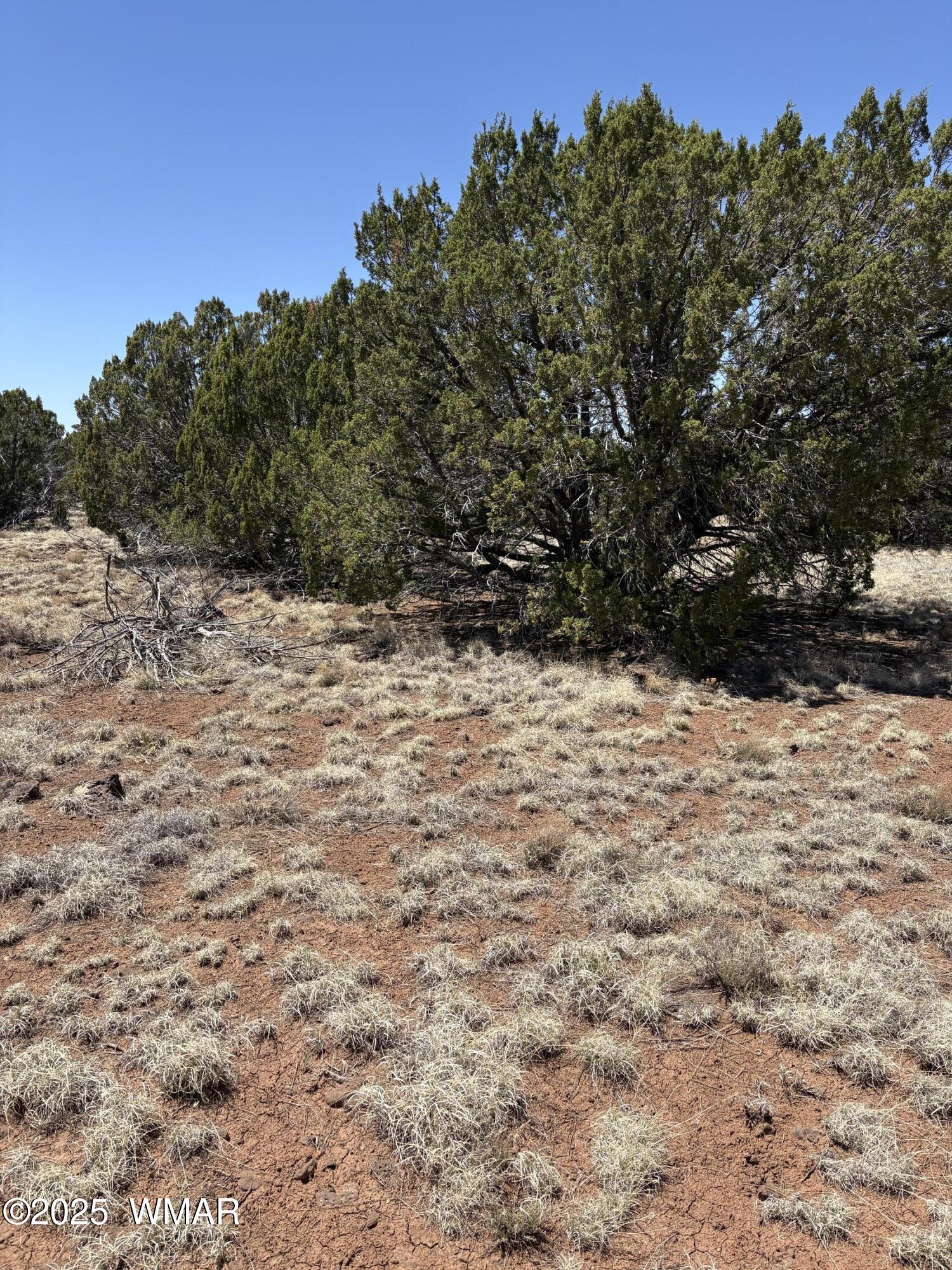29 A County Road Concho, AZ 85924 - Photo 5 of 9 Tree