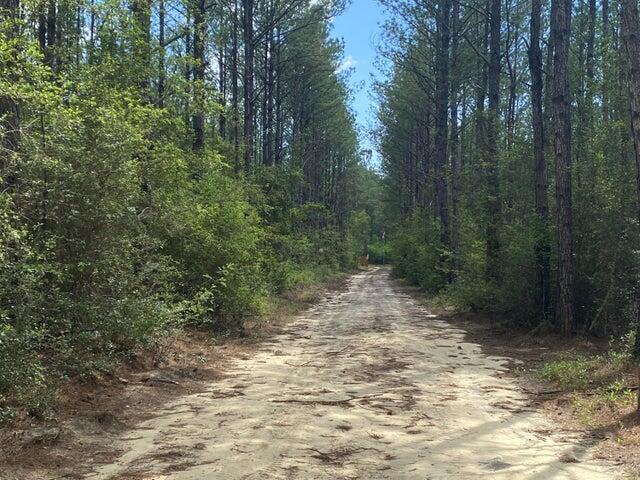 Tbd Tbd Southern Comfort Way Laurel Hill, FL 32567 - Photo 4 of 10 a view of a forest with trees in the background
