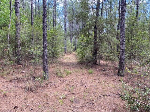 Tbd Tbd Southern Comfort Way Laurel Hill, FL 32567 - Photo 5 of 10 a view of a forest with trees