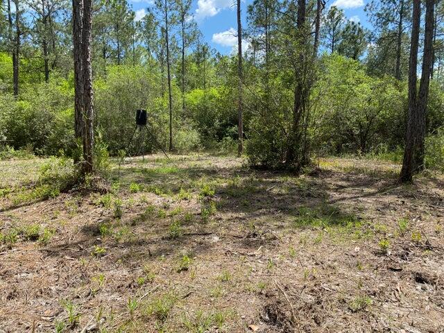 Tbd Tbd Southern Comfort Way Laurel Hill, FL 32567 - Photo 7 of 10 a view of a yard with a tree