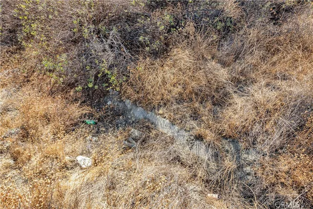 a close up of a tree