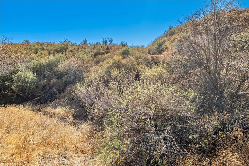 1 Warmuth Road Canyon Country, CA 91387 - Photo 12 of 34 a view of a yard with a tree