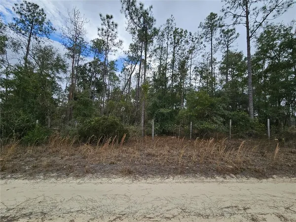 a view of a forest