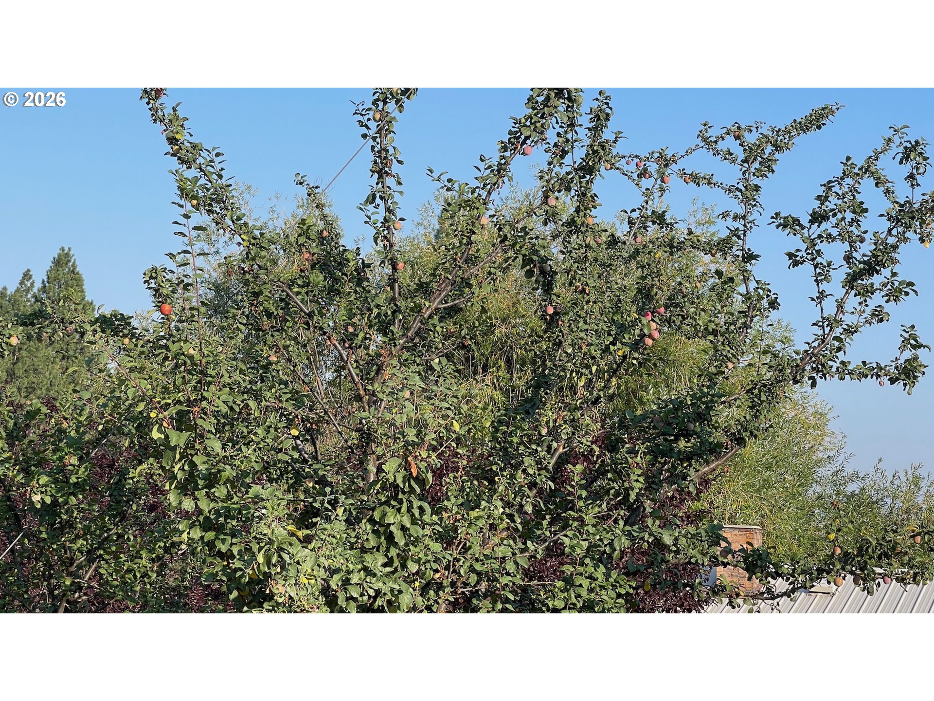 70677 Follett Road Elgin, OR 97827 - Photo 46 of 47