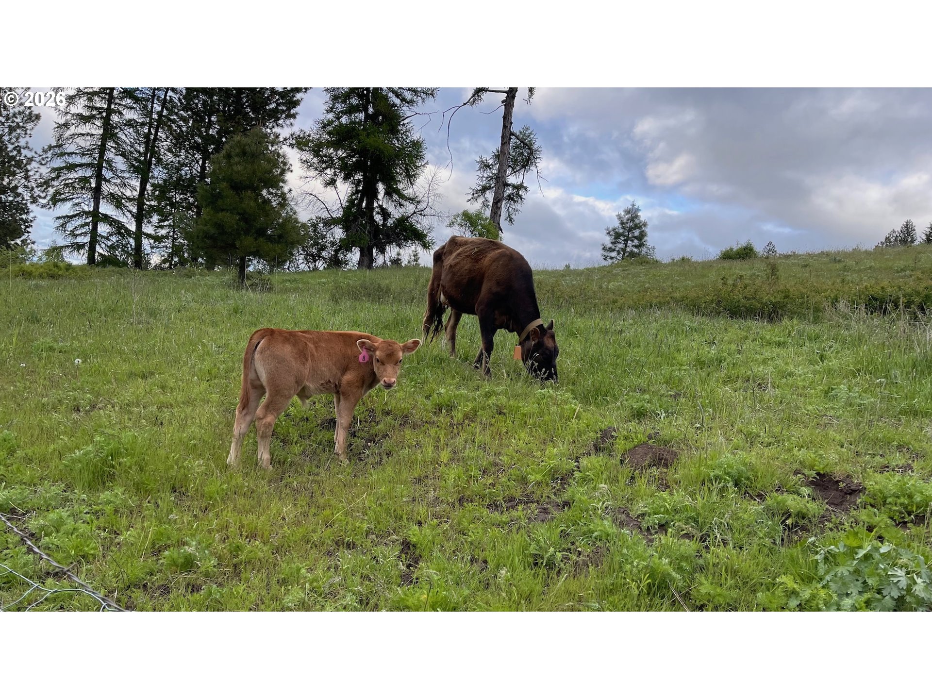 70677 Follett Road Elgin, OR 97827 - Photo 8 of 47
