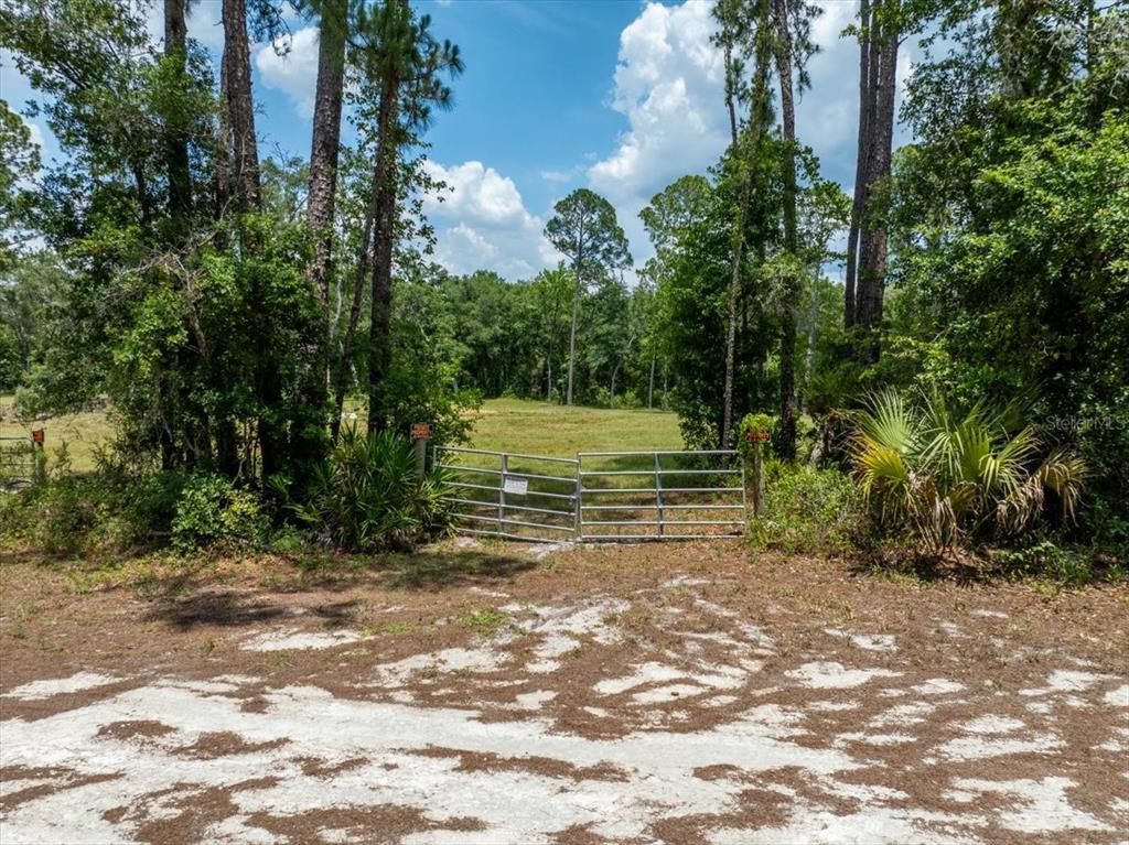 a view of a yard with plants and trees