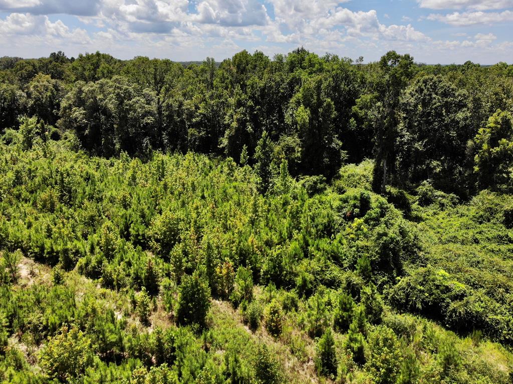 30-ac West Old Elba Road Coffee Springs, AL 36318 - Photo 12 of 19
