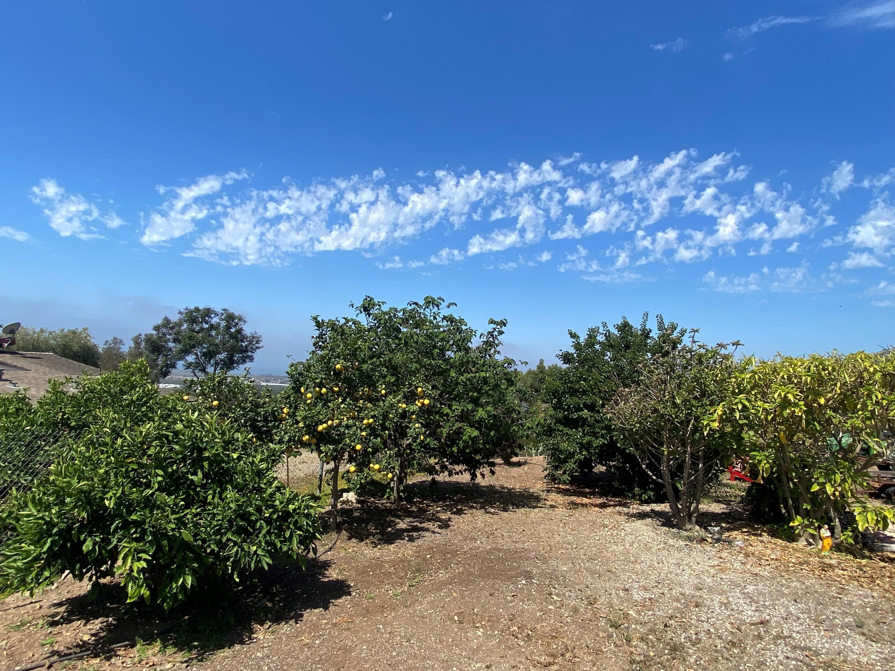 4488 Foothill Road Carpinteria, CA 93013 - Photo 14 of 24 House Orchard