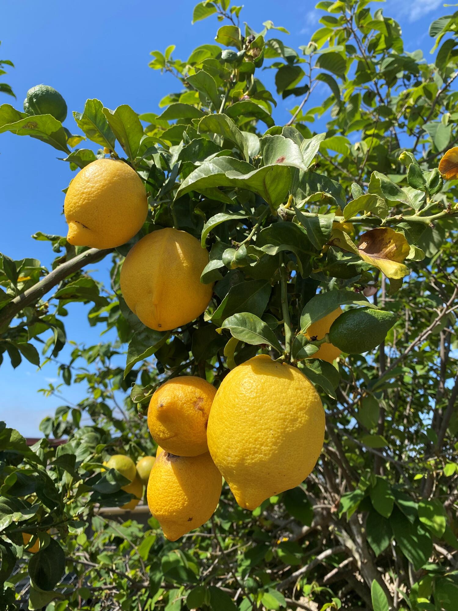 4488 Foothill Road Carpinteria, CA 93013 - Photo 15 of 24 Lemons