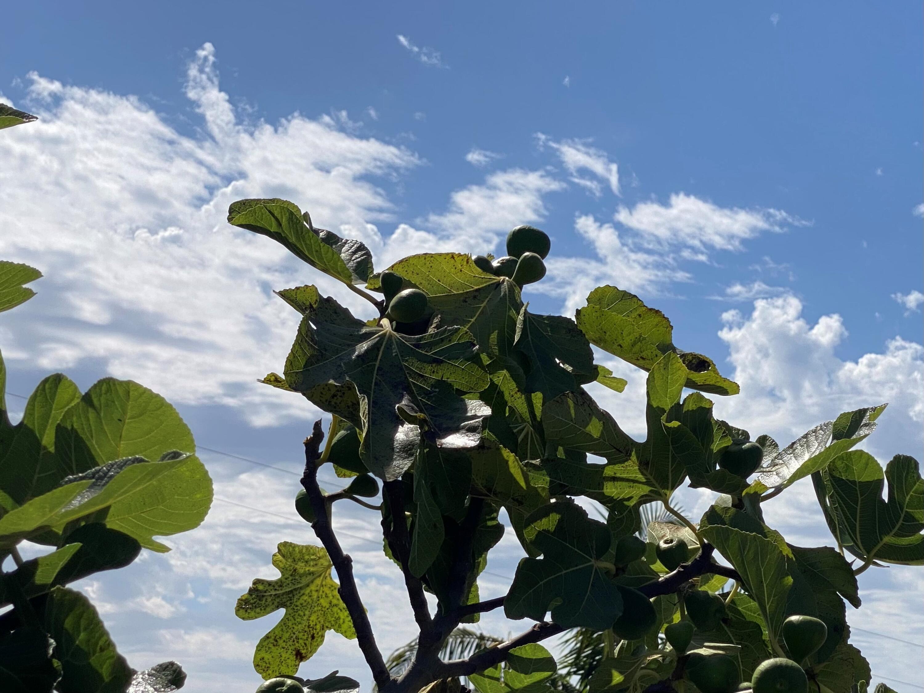 4488 Foothill Road Carpinteria, CA 93013 - Photo 16 of 24 Figs2