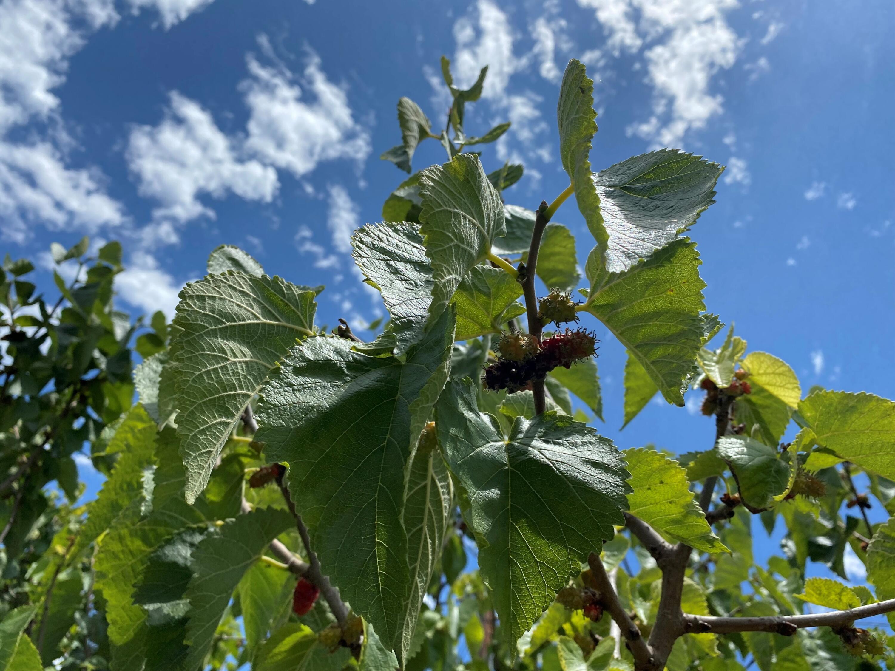 4488 Foothill Road Carpinteria, CA 93013 - Photo 17 of 24 Mulberries