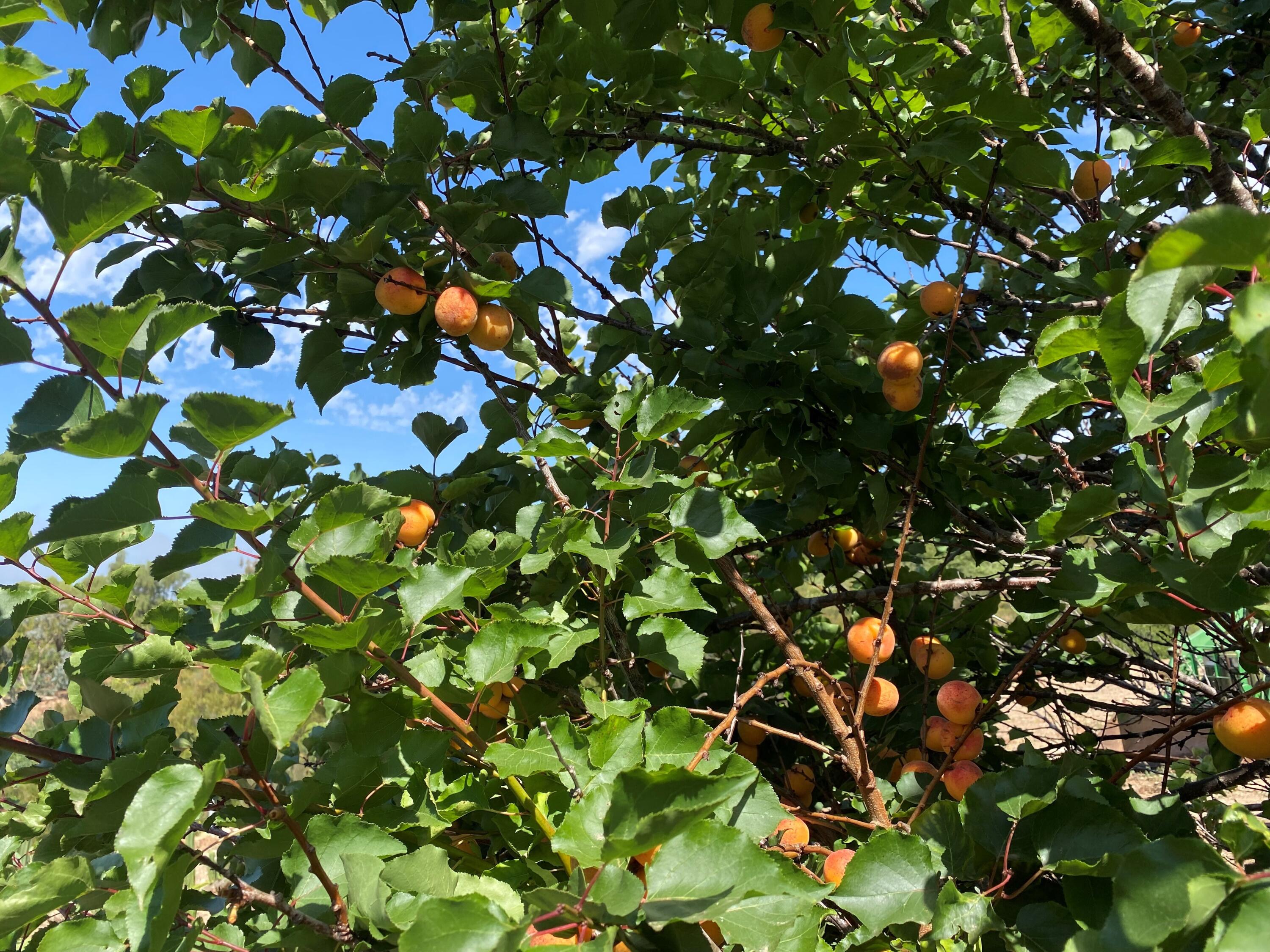 4488 Foothill Road Carpinteria, CA 93013 - Photo 18 of 24 Apricots