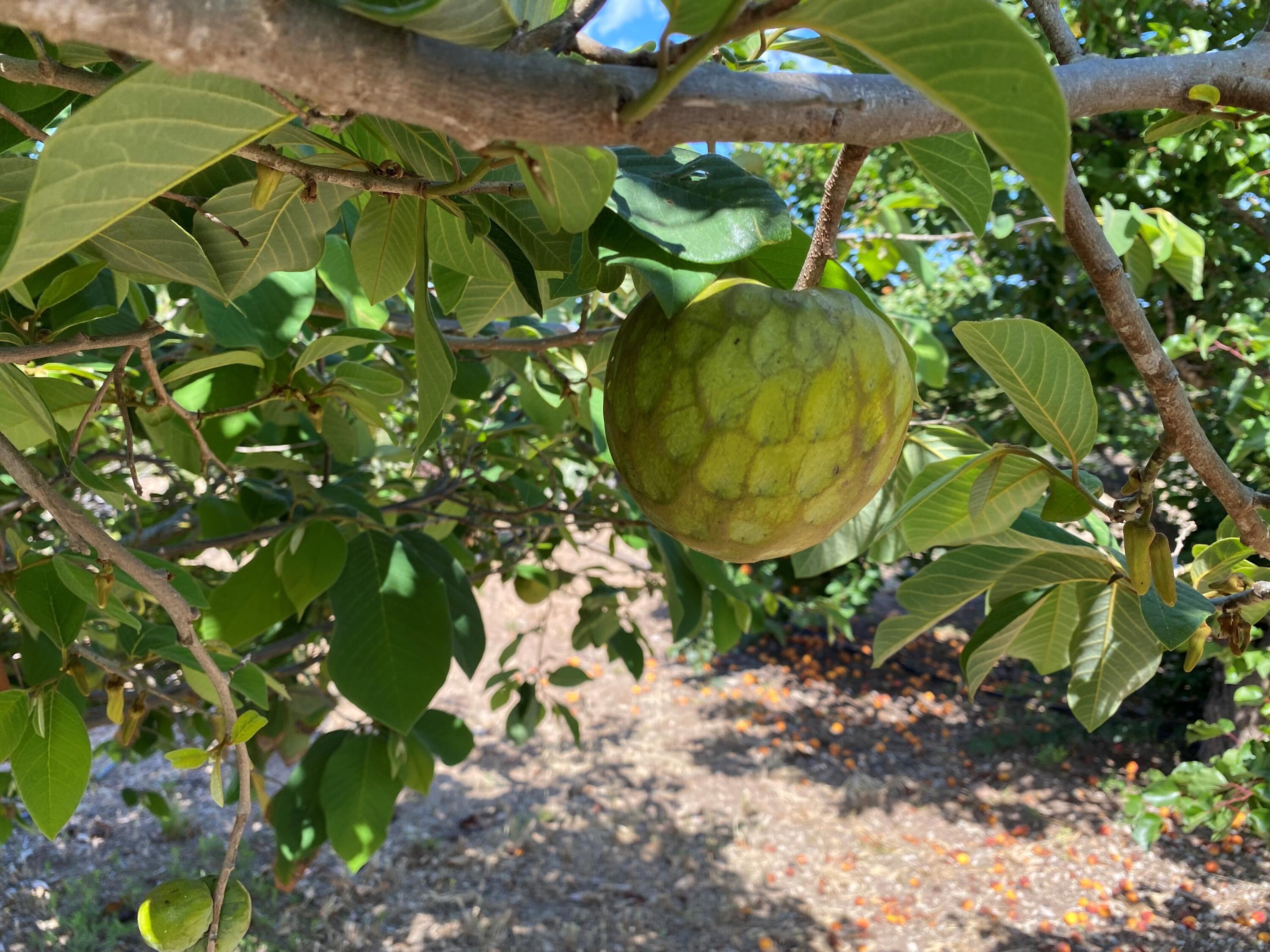 4488 Foothill Road Carpinteria, CA 93013 - Photo 19 of 24 Cherimoya