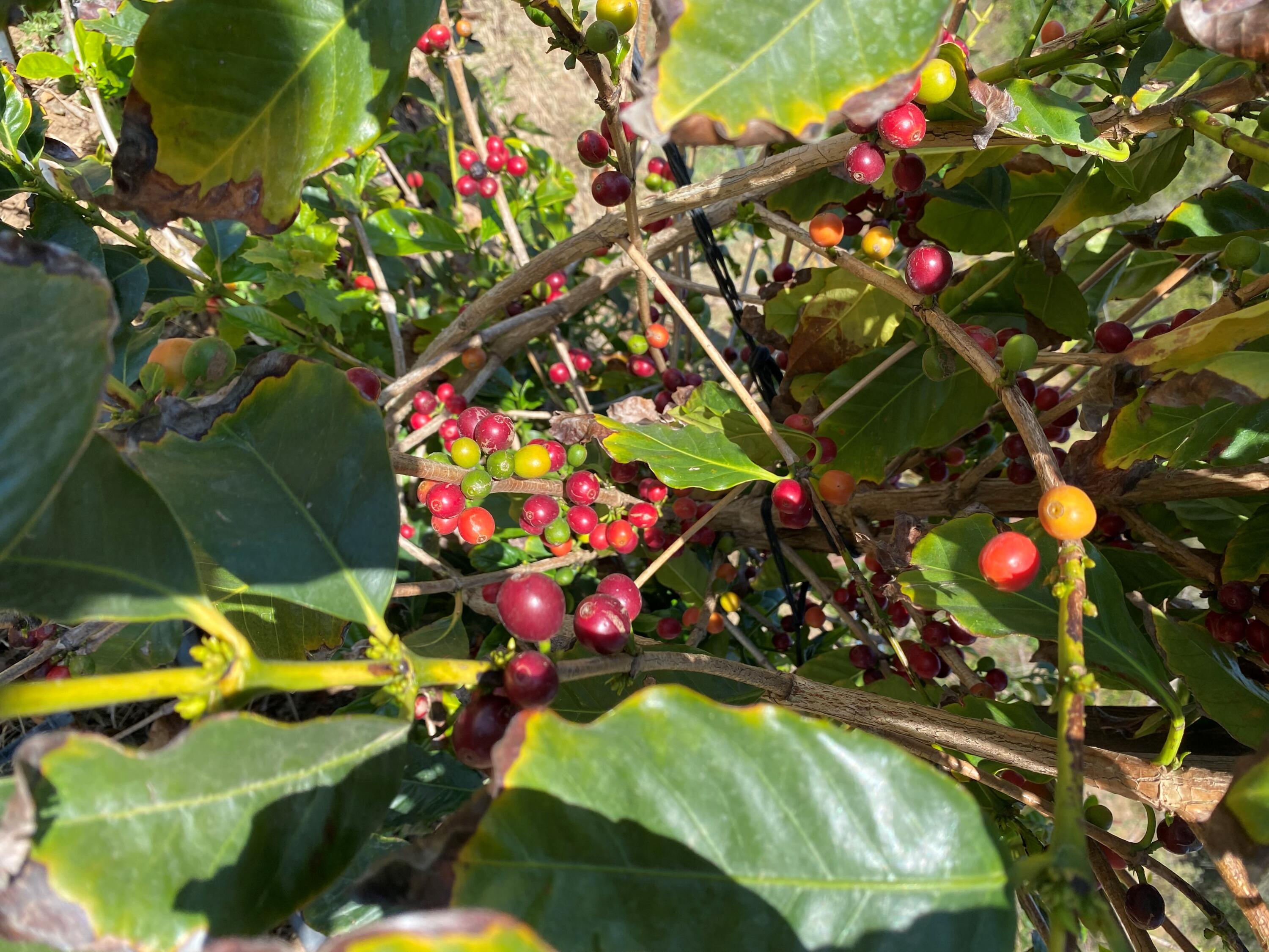 4488 Foothill Road Carpinteria, CA 93013 - Photo 20 of 24 Coffee