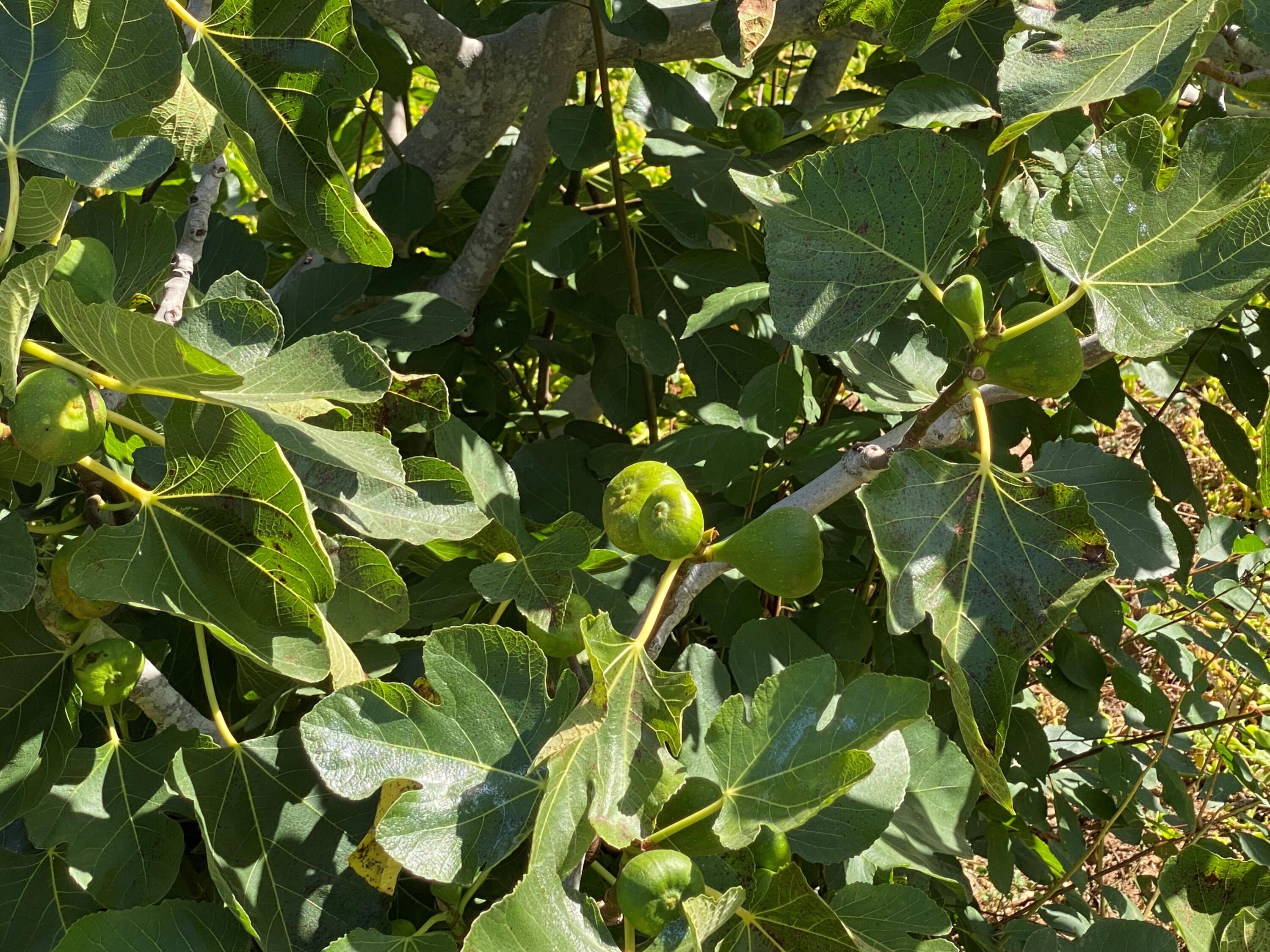 4488 Foothill Road Carpinteria, CA 93013 - Photo 21 of 24 Figs