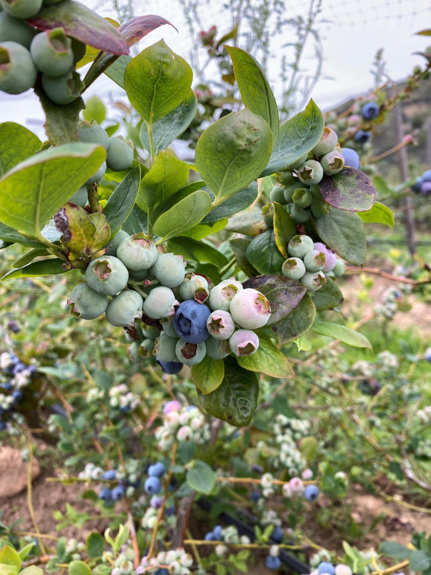 4488 Foothill Road Carpinteria, CA 93013 - Photo 6 of 24 Blueberry 1