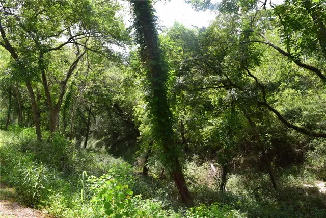 a view of a lush green forest
