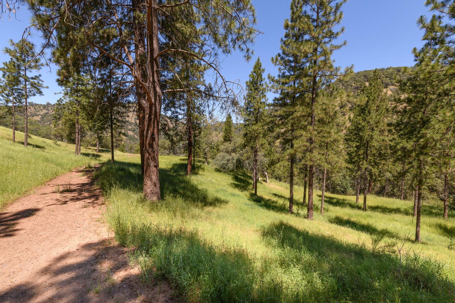 7570 Airola Road Vallecito, CA 95251 - Photo 24 of 90 a view of yard