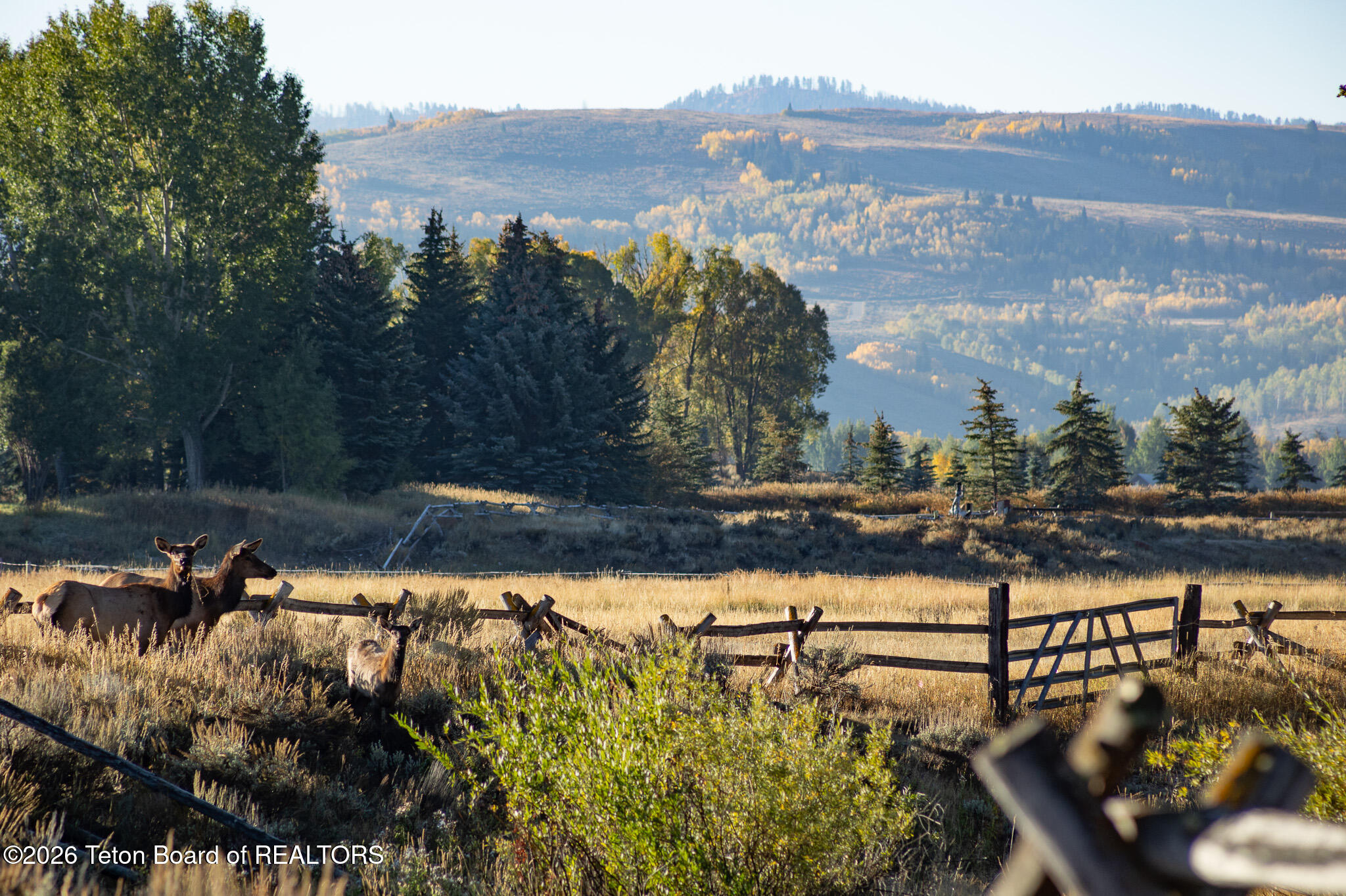 7020 North Bar B Bar River Road Jackson, WY 83001 - Photo 40 of 42 Elk