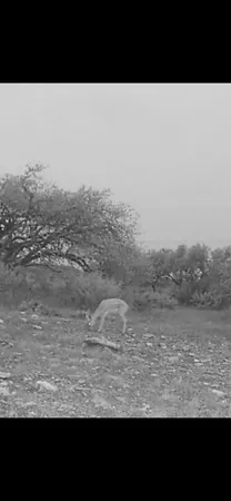 $110,000 | 117 Hoffman Rd Mountain, Mountain Home, TX 78058