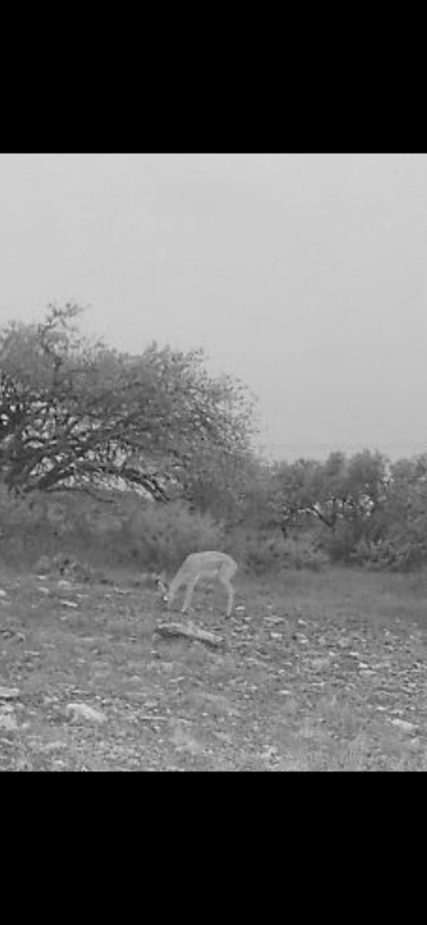 117 Hoffman Rd Mountain Mountain Home, TX 78058 - Photo 23 of 26