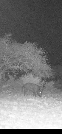 $110,000 | 117 Hoffman Rd Mountain, Mountain Home, TX 78058