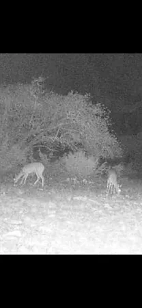 $110,000 | 117 Hoffman Rd Mountain, Mountain Home, TX 78058