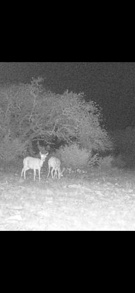 117 Hoffman Rd Mountain Mountain Home, TX 78058 - Photo 26 of 26