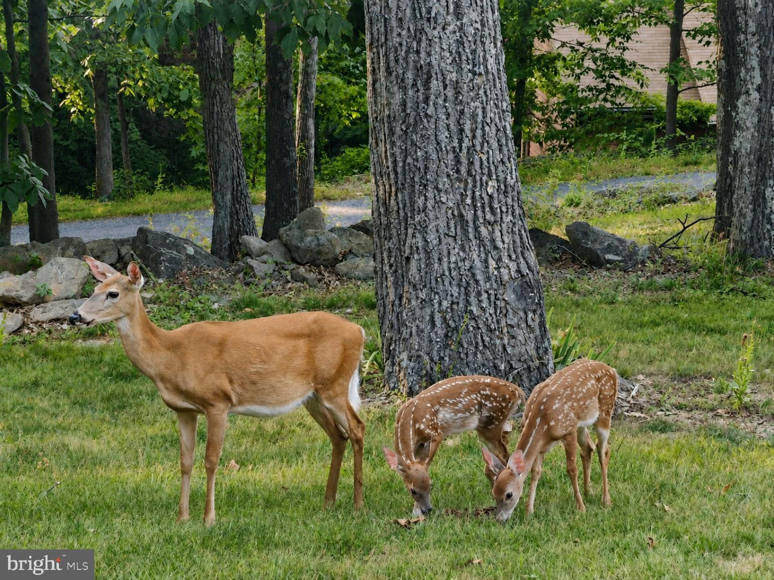 660 Salt Lick Road Front Royal, VA 22630 - Photo 72 of 78 Wildlife
